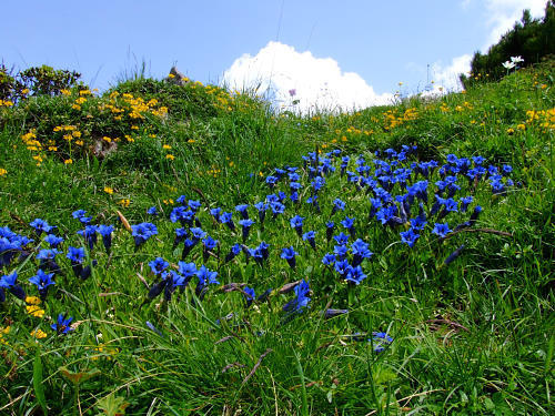 Alpenenzian (Gentiana alpina)