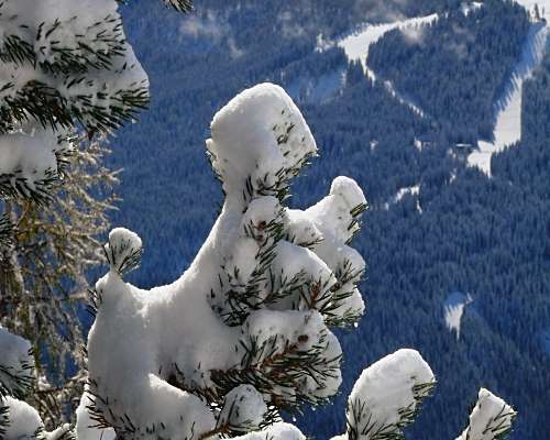 Ast mit Schnee